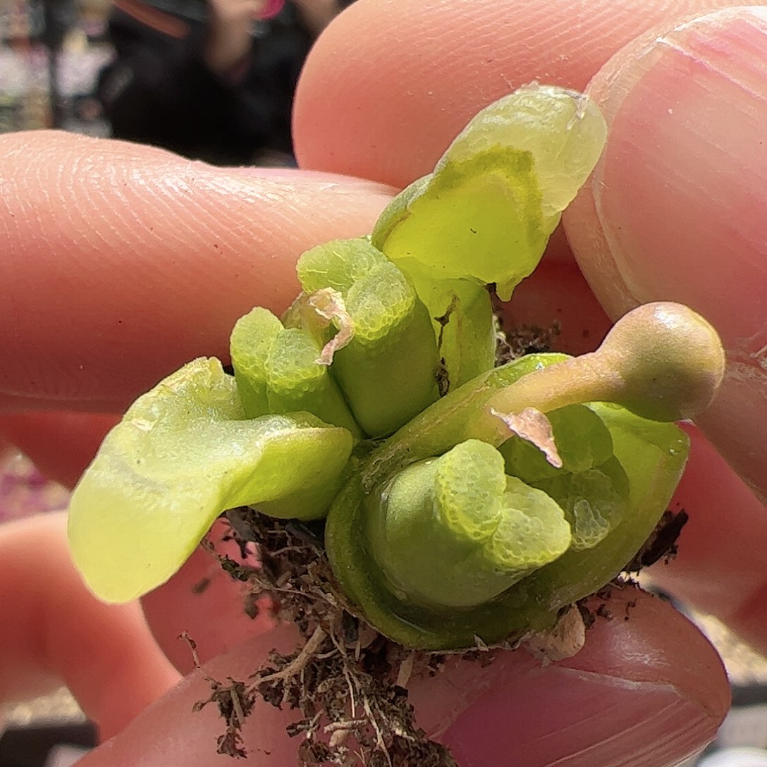 【闪购商品】61 小奶瓶