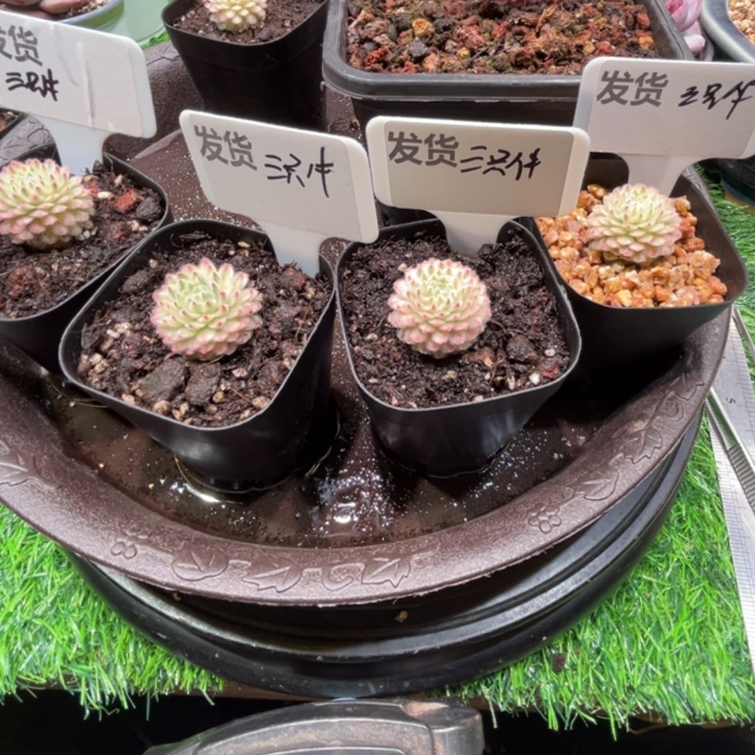 三***牛优雅锦，4个，一物一拍。  