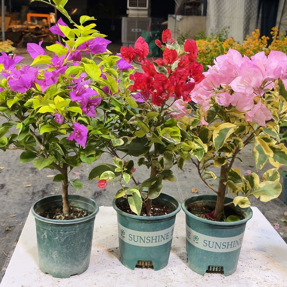 大部分花苞少量开放金钱豹，孟加拉红，中国丽人