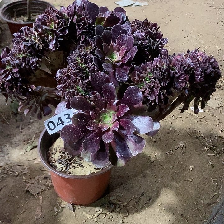 043欧紫缀化老板子法师