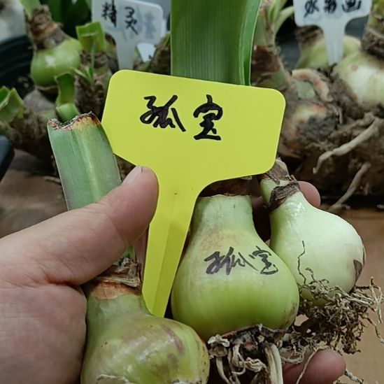 无花朵孤宝3+裸球发货