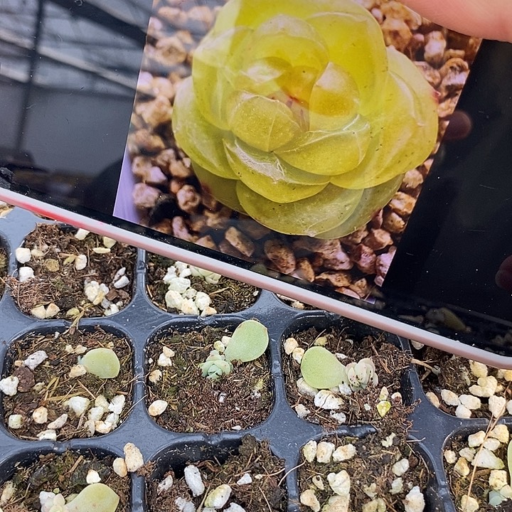 素素芽苗一个多肉