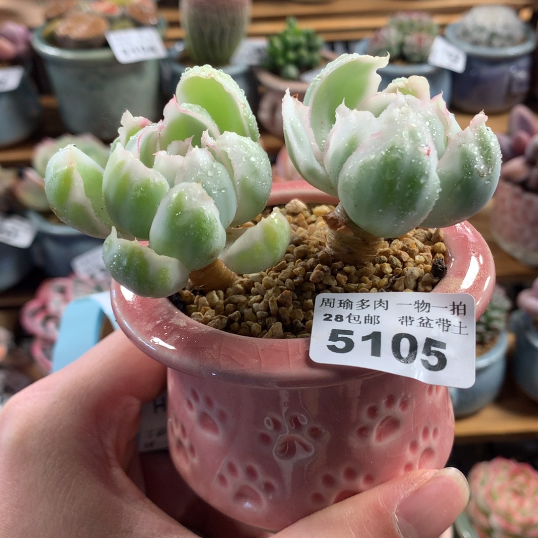 5厘米盆精控多肉5105