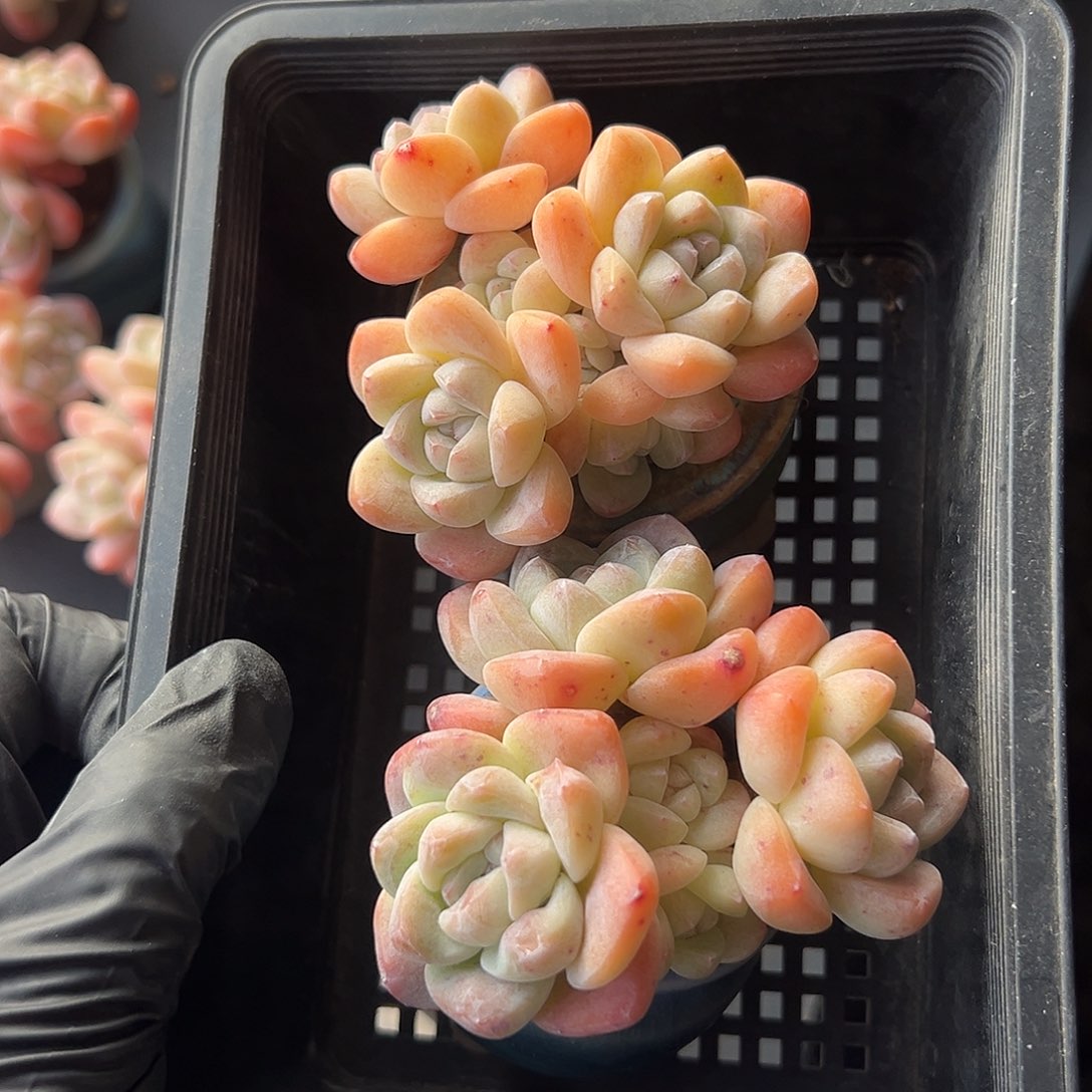 Y****2900，俩个五头冰玉带盆发的