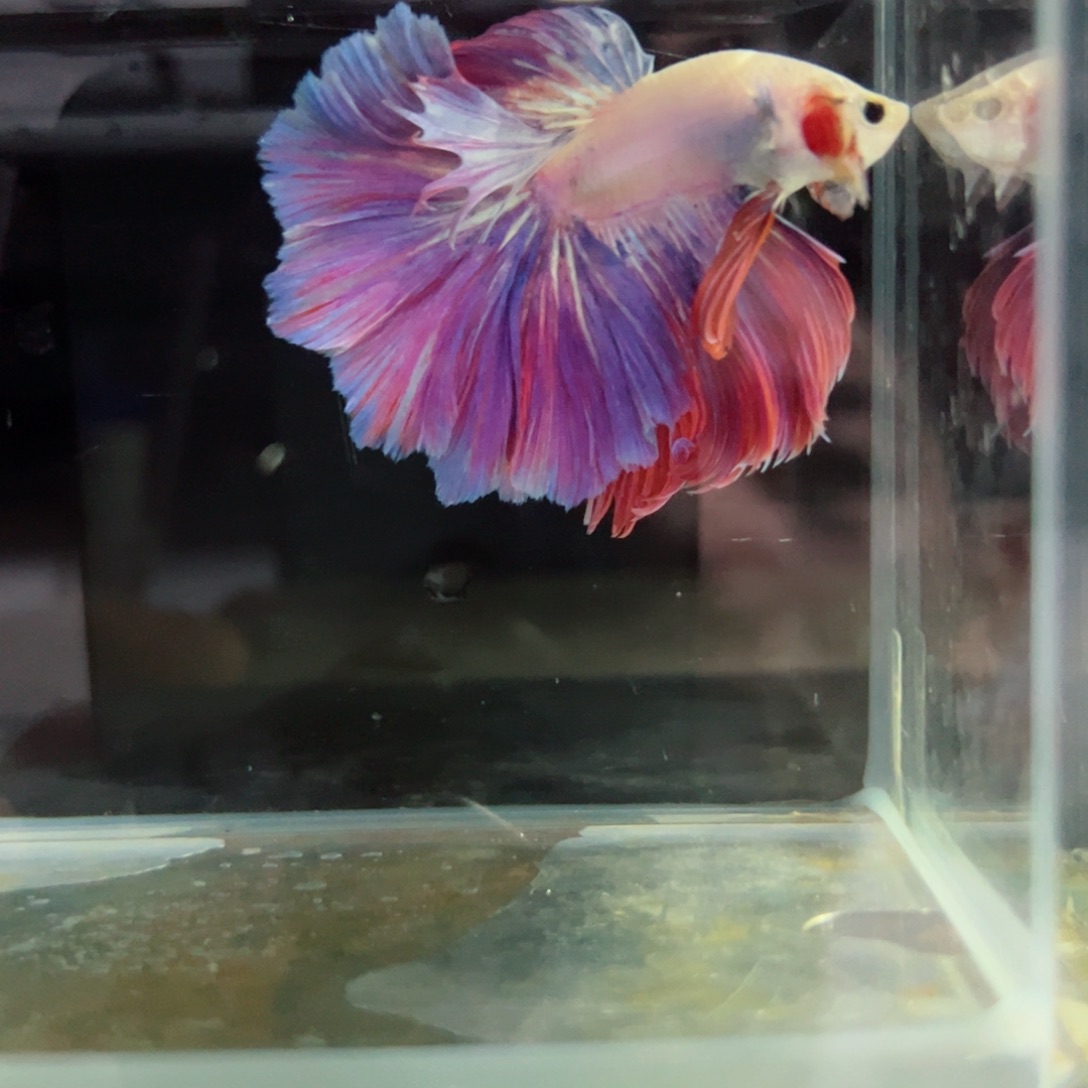 斗鱼浅色特殊尾hhhh