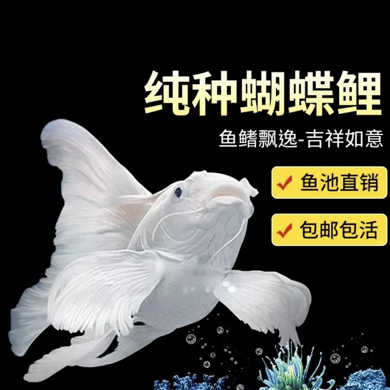 纯种正宗蝴蝶鲤石膏白观赏鱼