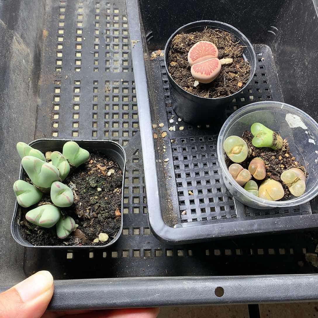 弑*殇E287多肉植物保护研究所