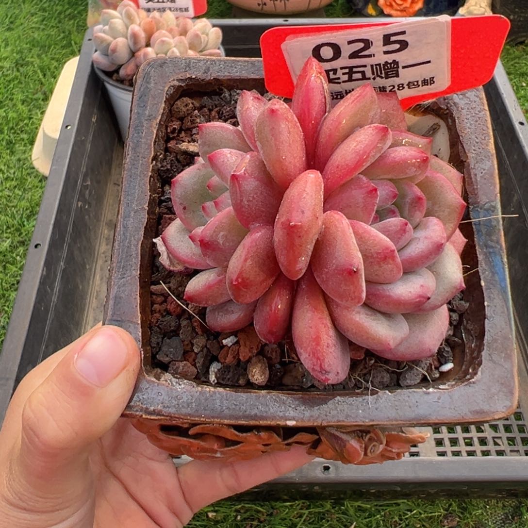 表妹精品多肉025.