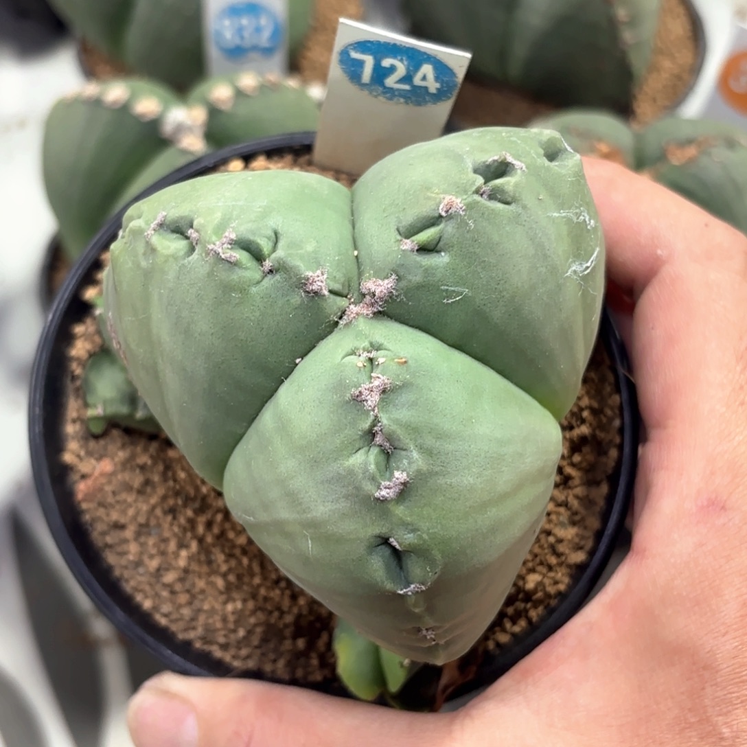 大***鱼724实生三角鸾凤玉带盆带土