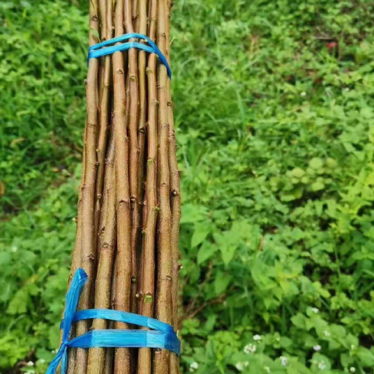 晚黄金母本园接穗10条