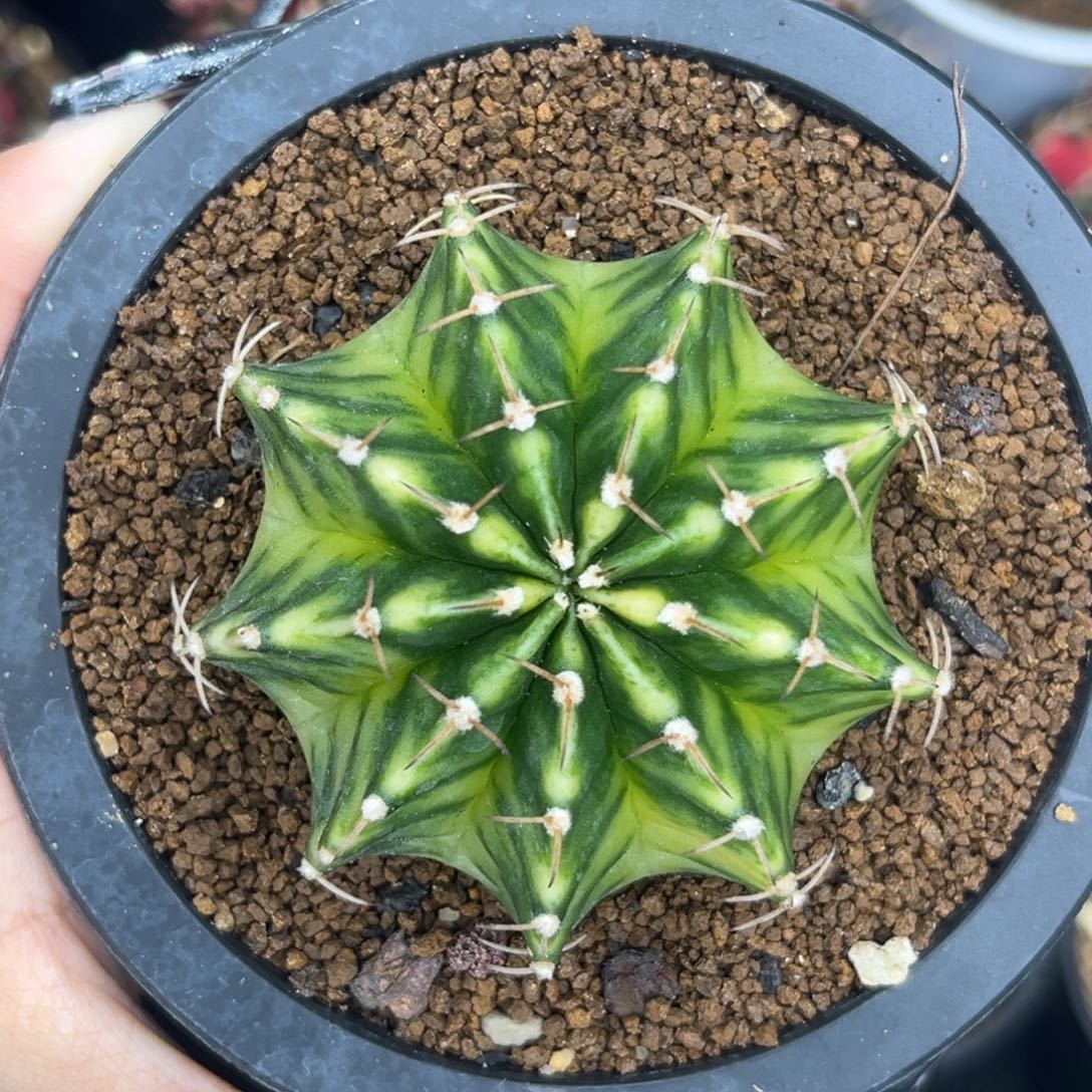 泰系绿锦肋骨 带盆土发货