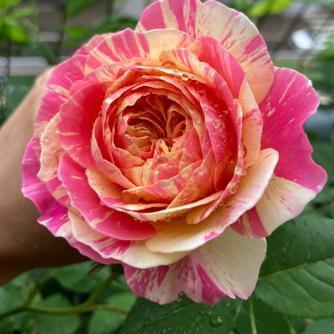 欧月季小苗法国莫奈灌木浓香大花香味四季花卉庭院阳台盆栽绿植苗