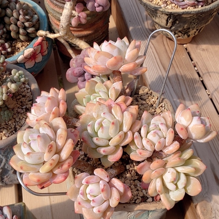 冷香 韩货精品1123