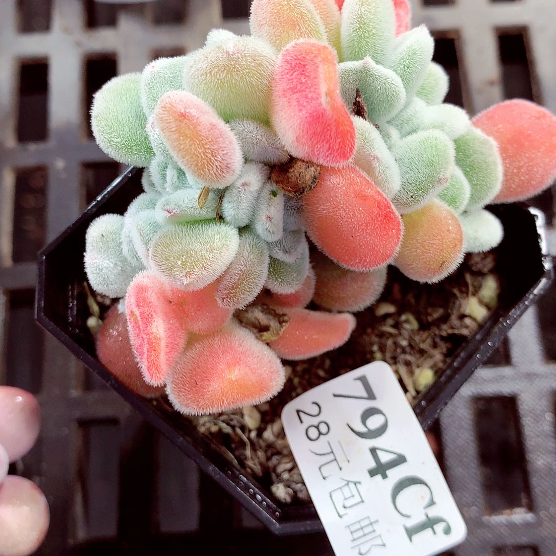 5厘米盆精控多肉794