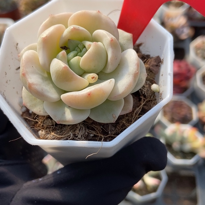 135香草锦多肉植物保护