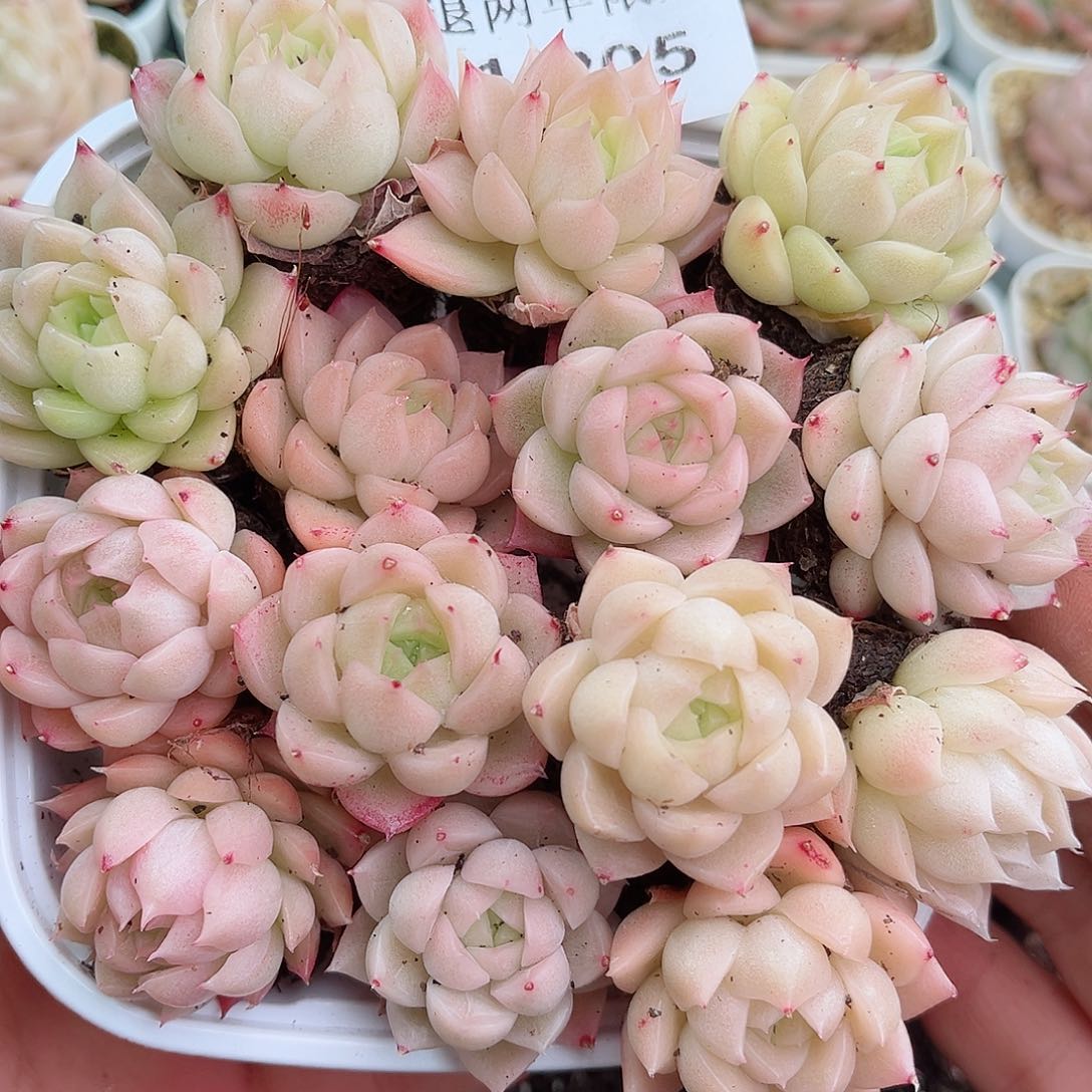 1-205 新疆西藏内蒙不发12.8包邮2-3公分多肉