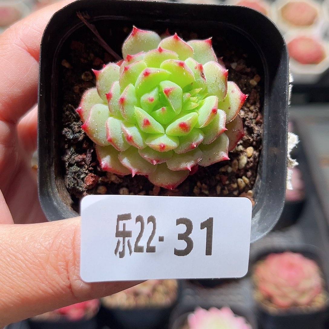 乐22-31 美丽世界