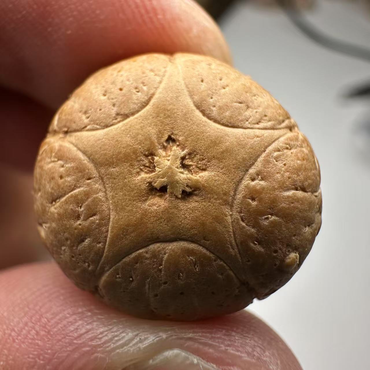 尼泊尔五星菩提，尺寸19，sss系列，货号79