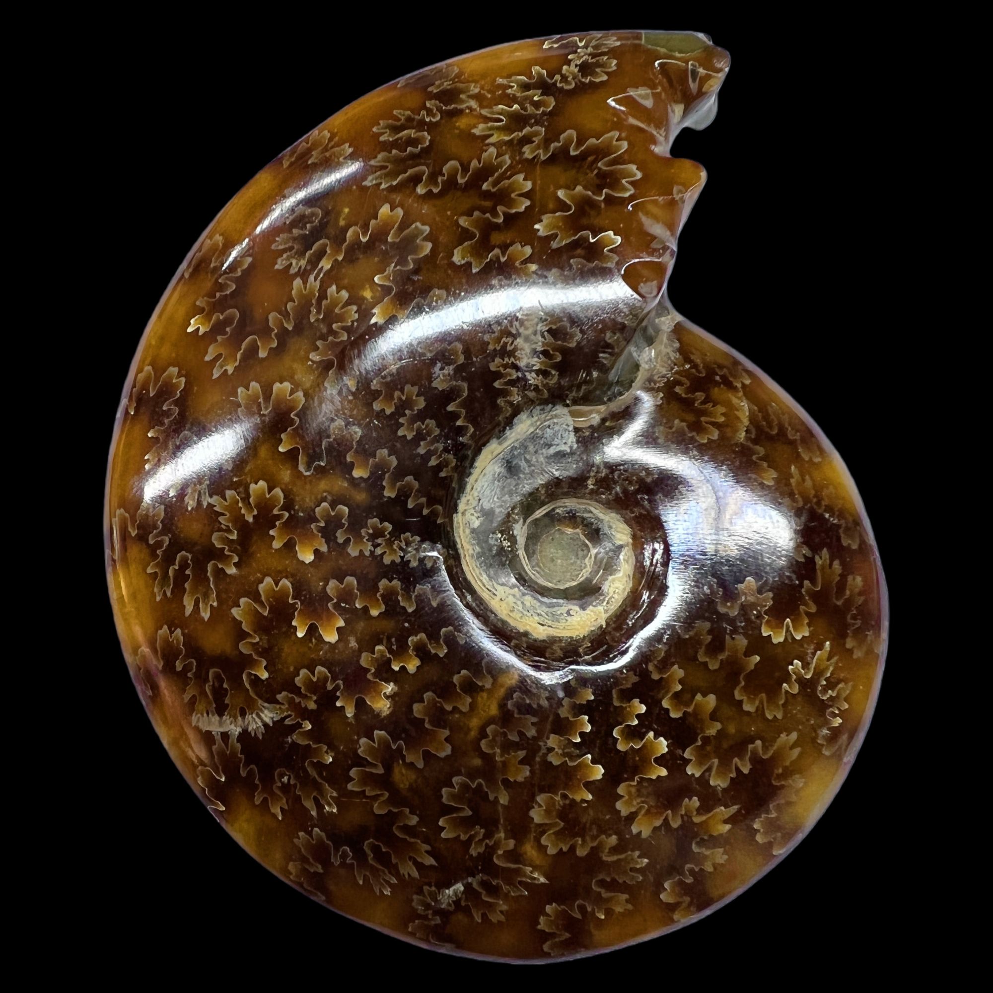 【 叶菊石（手把件）】94.7mm 玉化 马达加斯加 N-41 创意饰品  B25