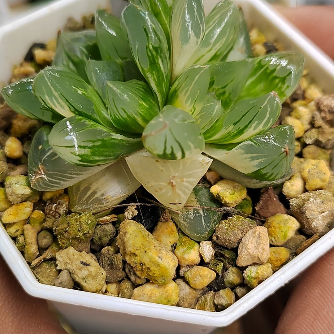 77号 北极之光锦 双头 4.5厘米左右一物一拍带盆