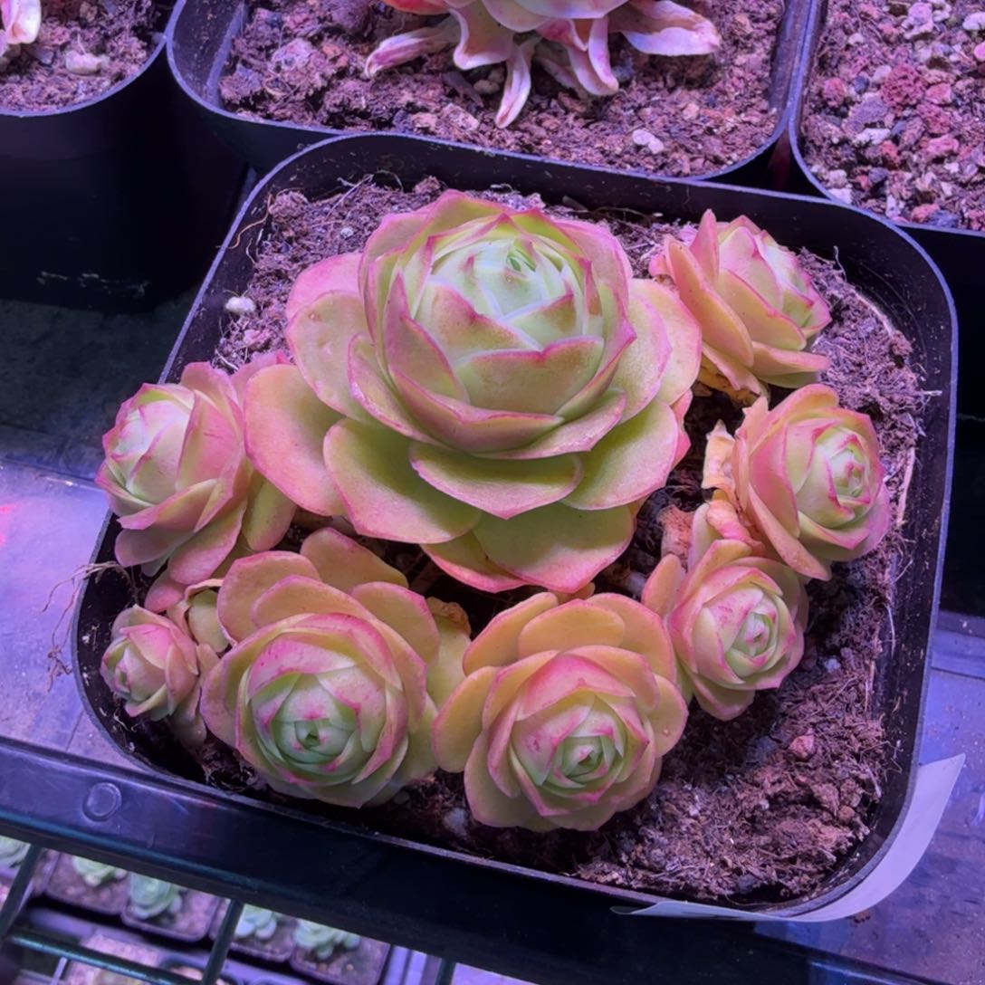 樱桃164山地玫瑰