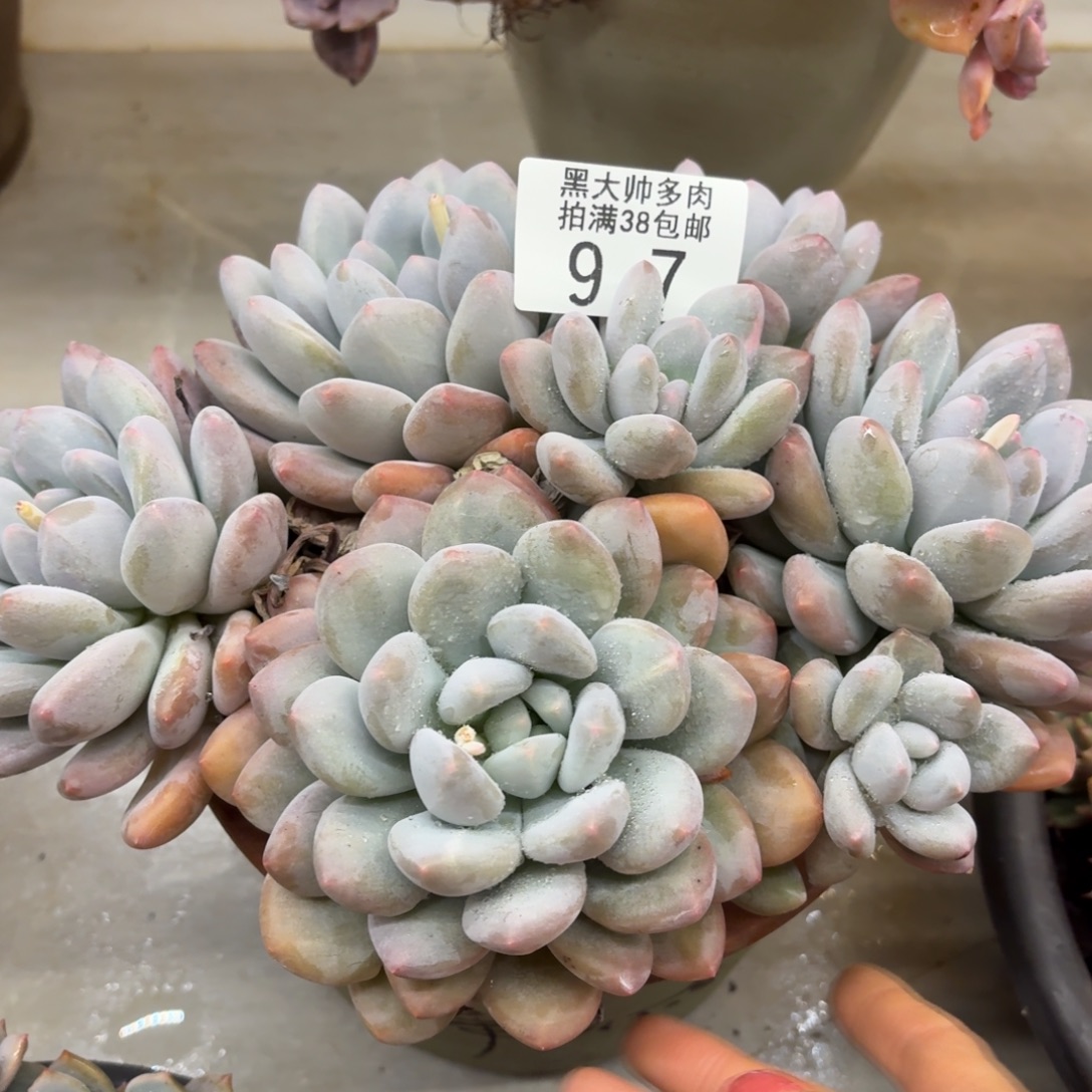 徐***吉黑大帅多肉97香奥