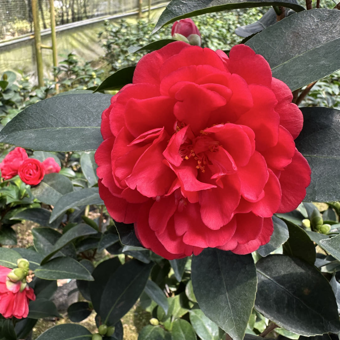 四季山茶花夏日七星盆栽带花苞耐寒花卉室内外均可种植的绿植
