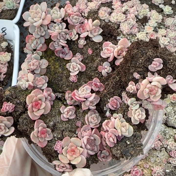 39号王者系列多肉一盒量拍保底15颗