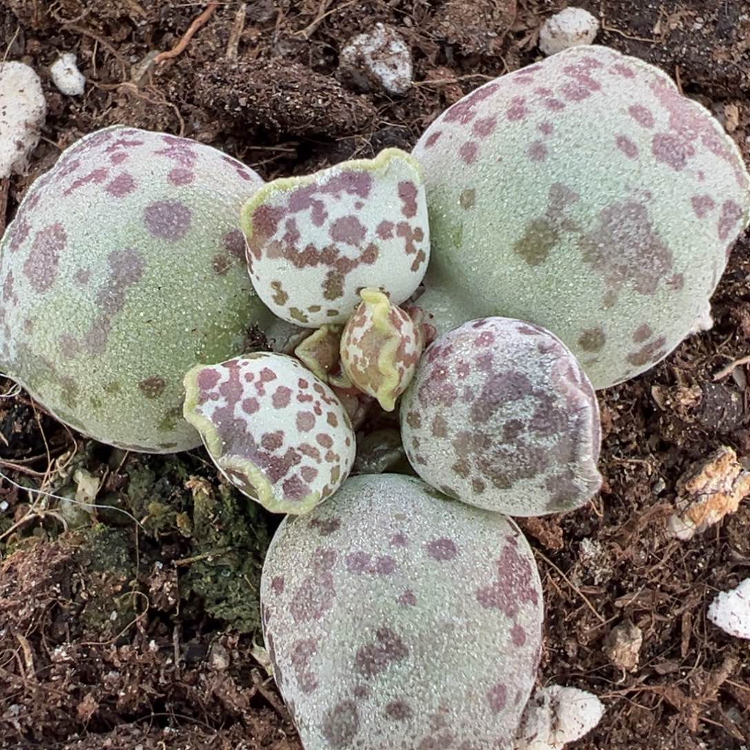 达摩海豹单头纯木质桩多肉植物