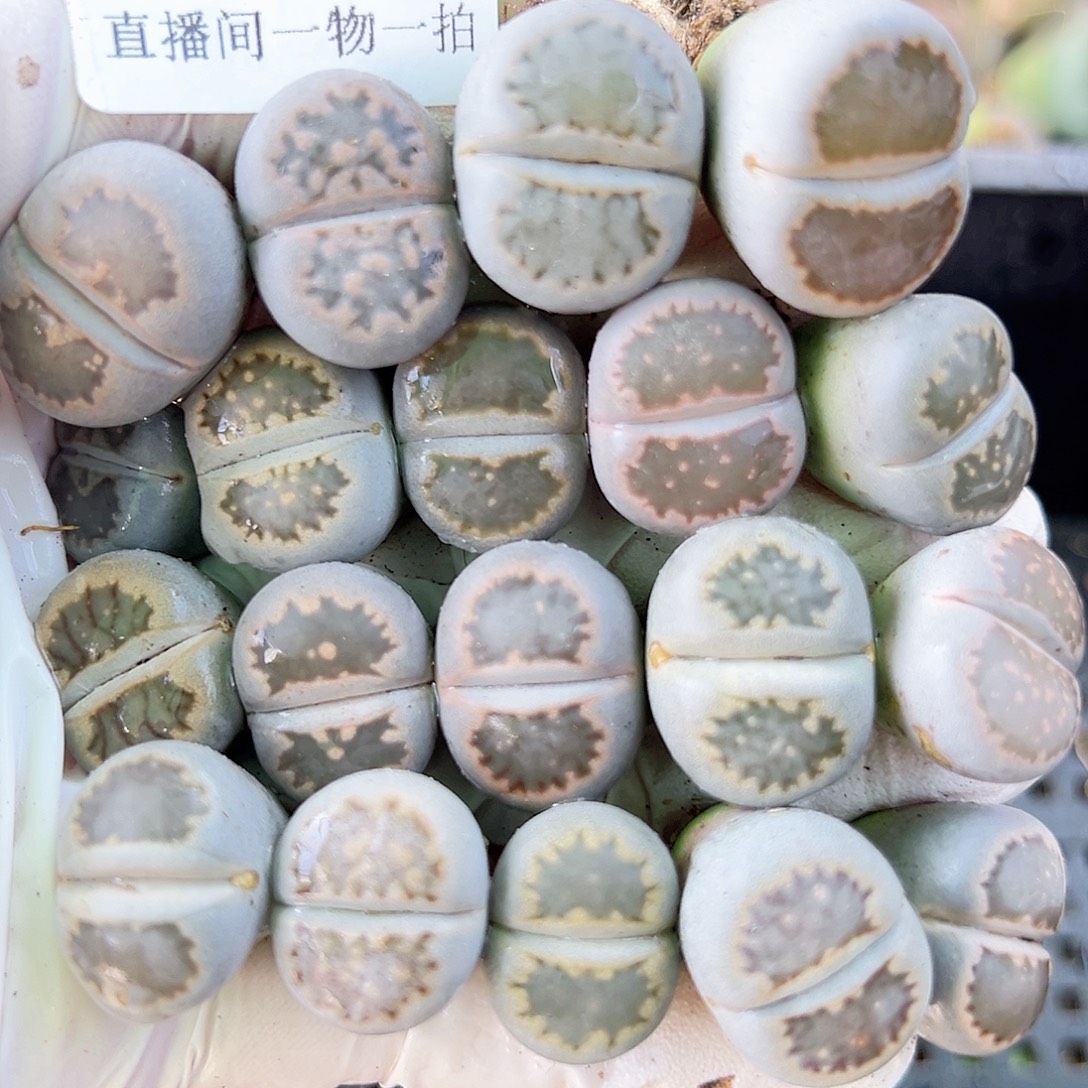 8781 好养易活生石花大母本19个