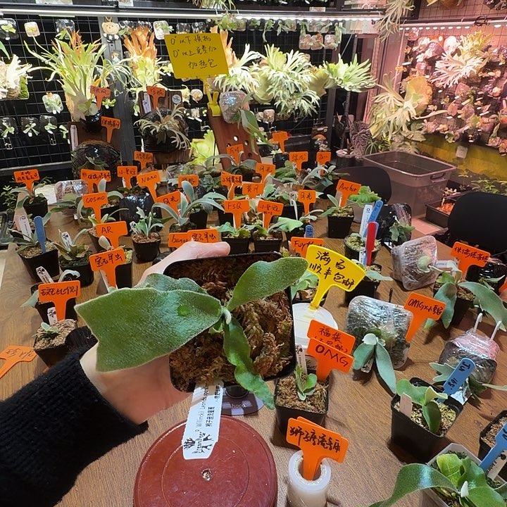 无花朵鹿野直播间竞拍狮子座流星雨