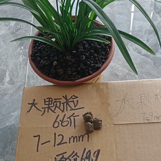 行***孙兰菌颗粒大颗粒6.6斤