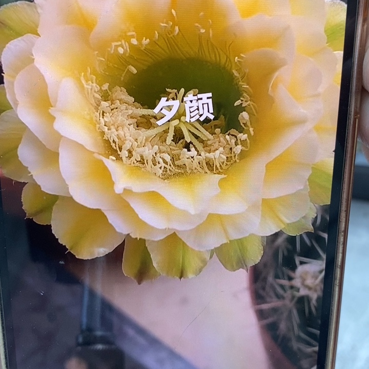 彩草绿黄白7.5公分左右