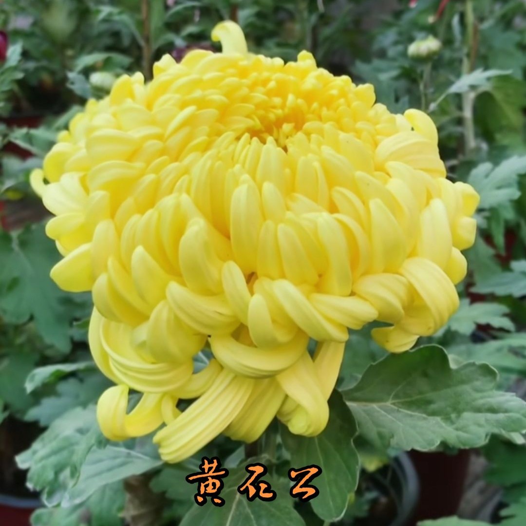 【黄石公】菊花九月菊带花苞发货