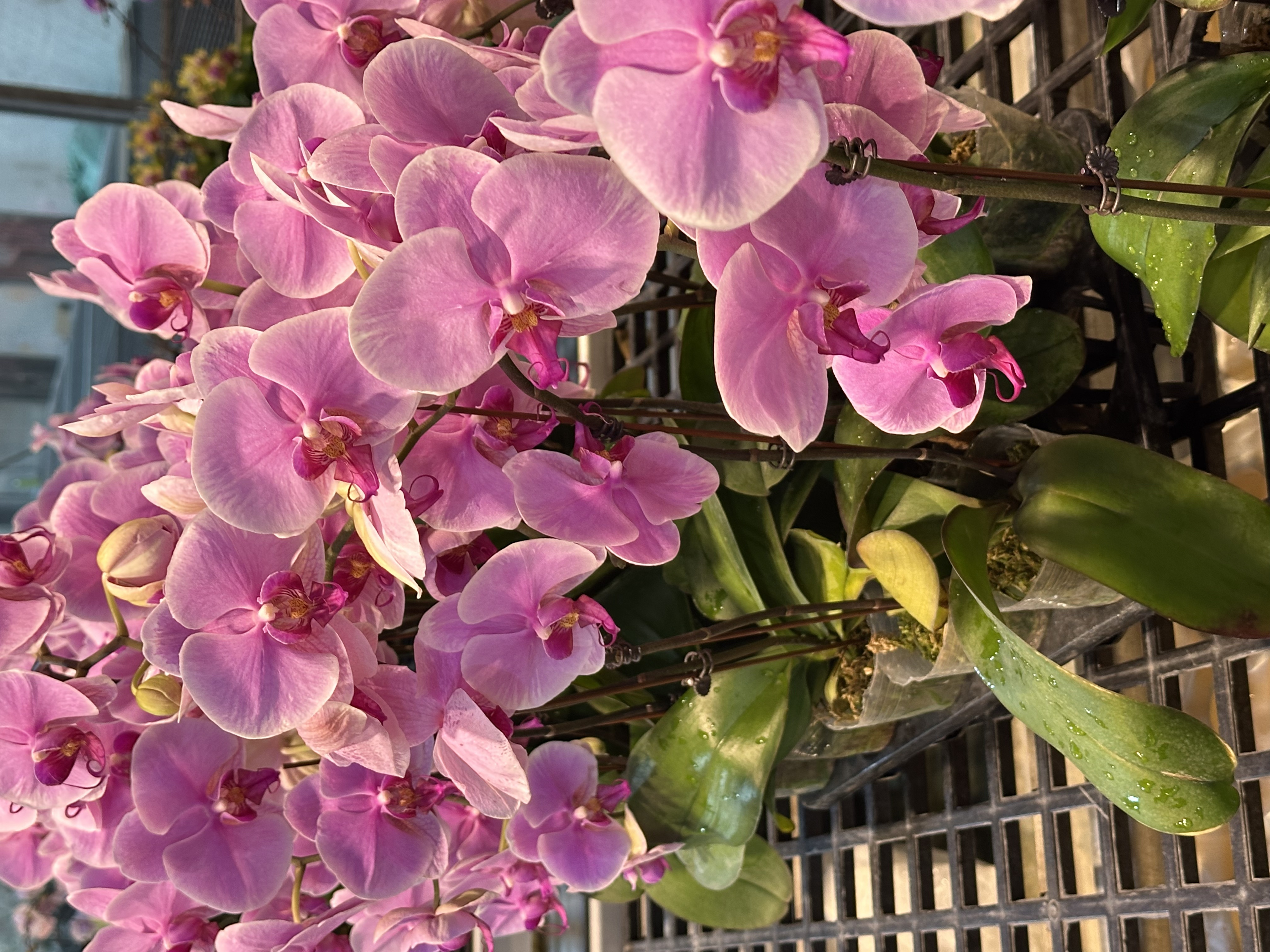 【温文尔雅】蝴蝶兰室内种植观赏送礼带花发货