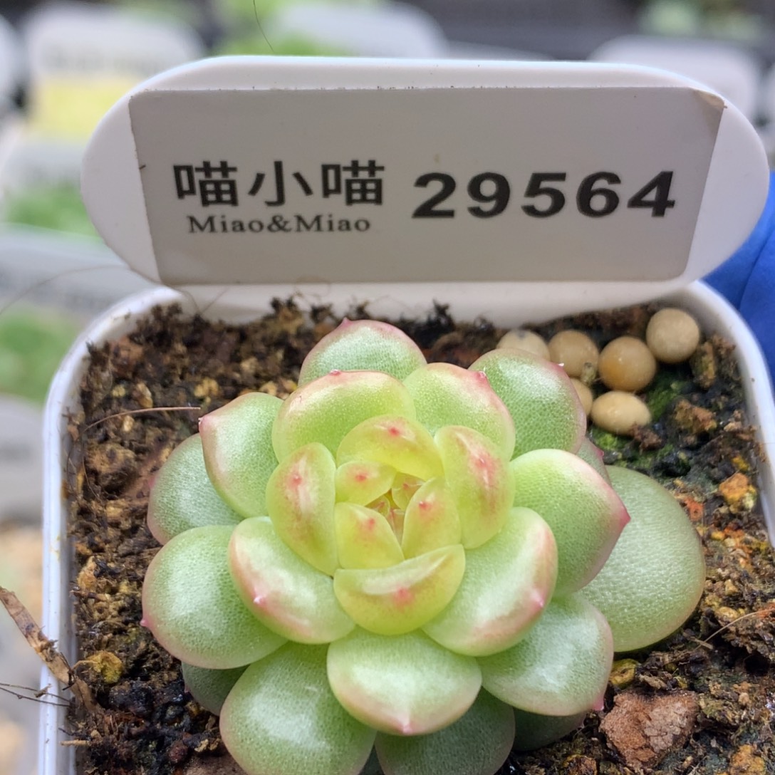 多肉植物杂交珍妮