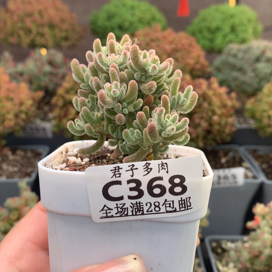 c368冰晶杂橙叶枝干番杏