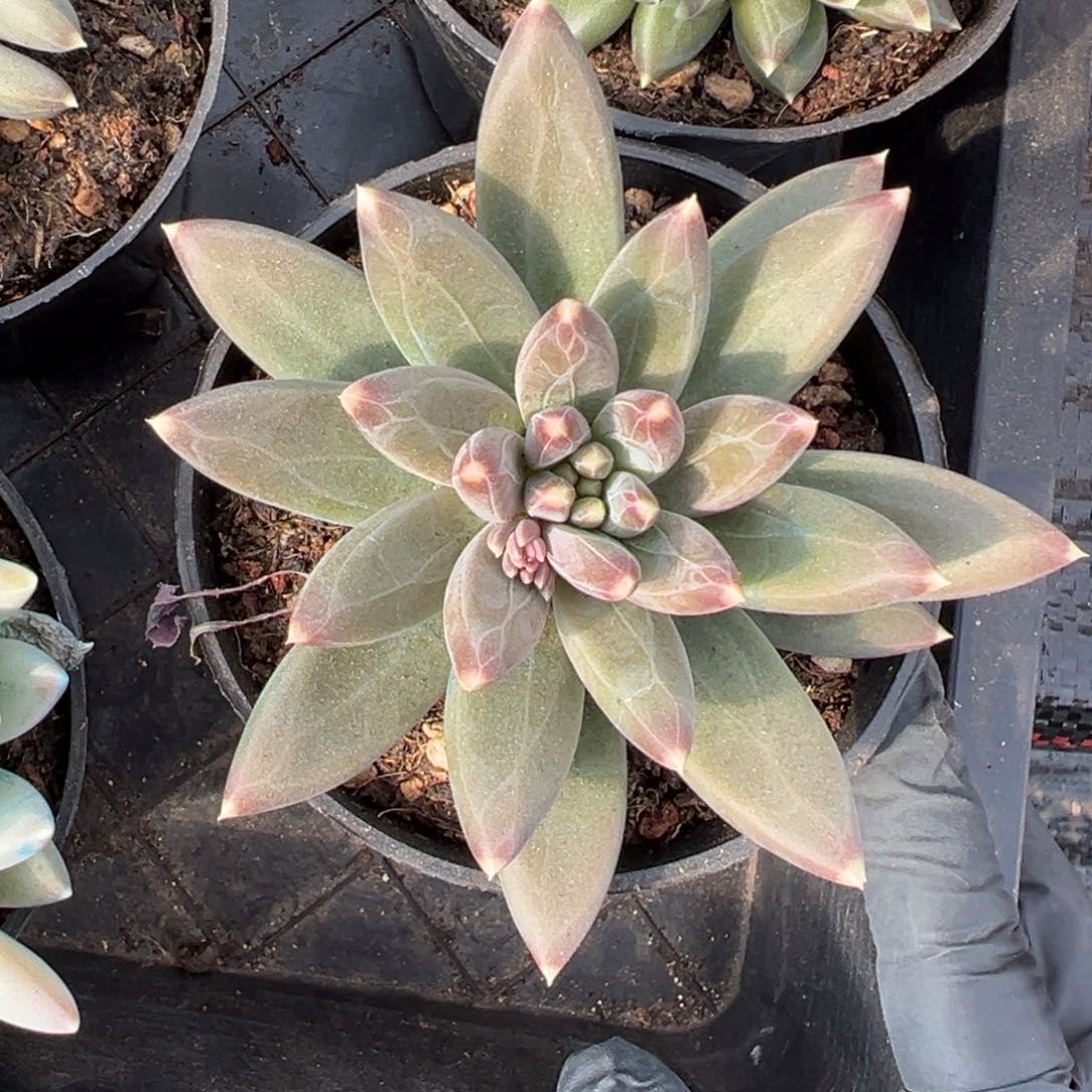 *****美人一物一拍多肉