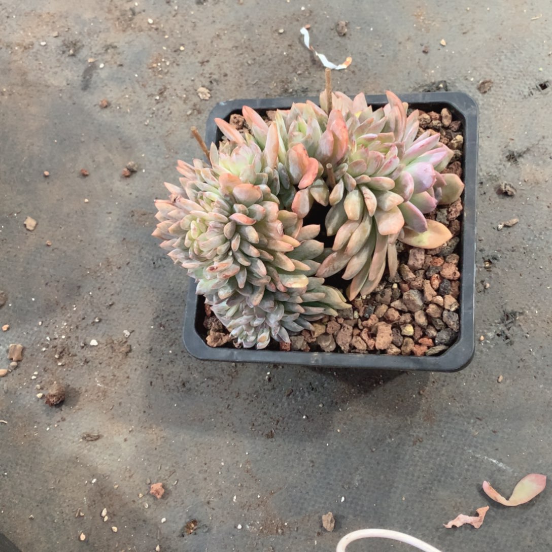 多个vv哈哈哈辜负春光好纠结