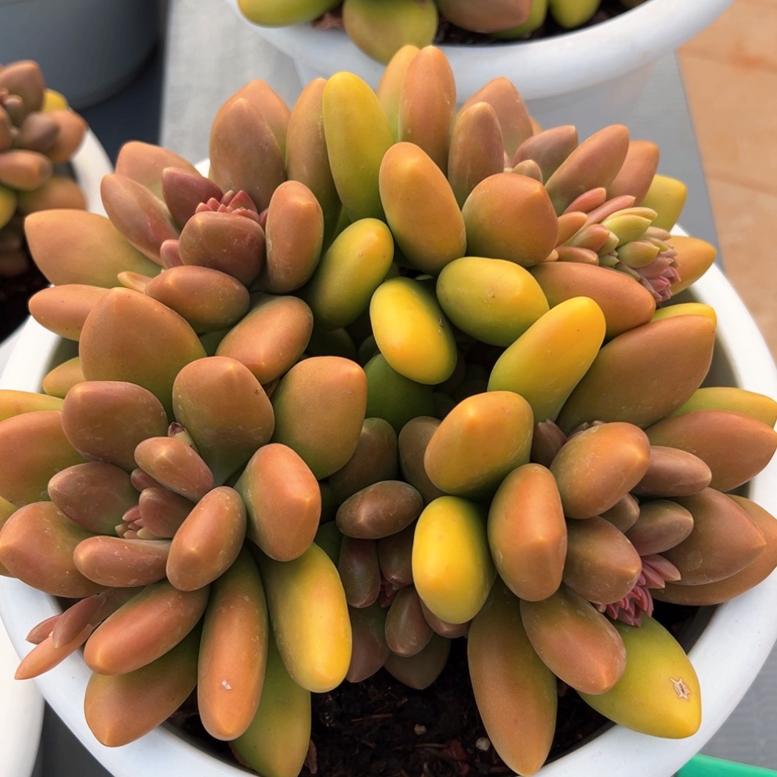 芒果奶潜力股多肉植物