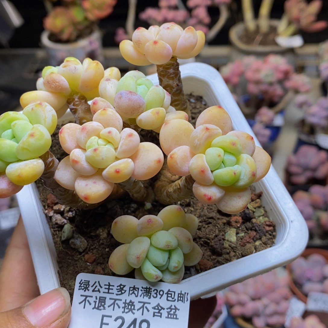 249樱花罗琦多肉有砍