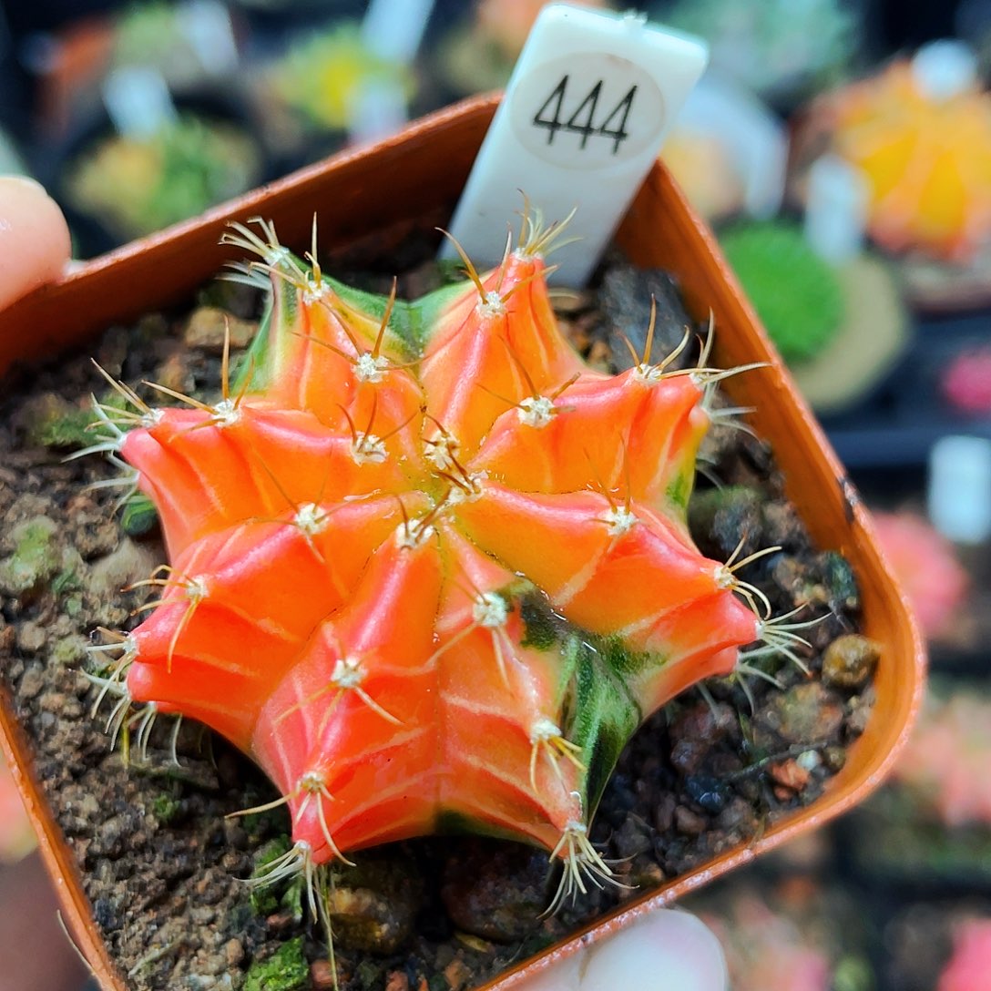 非偏远地区满25包邮仙人球