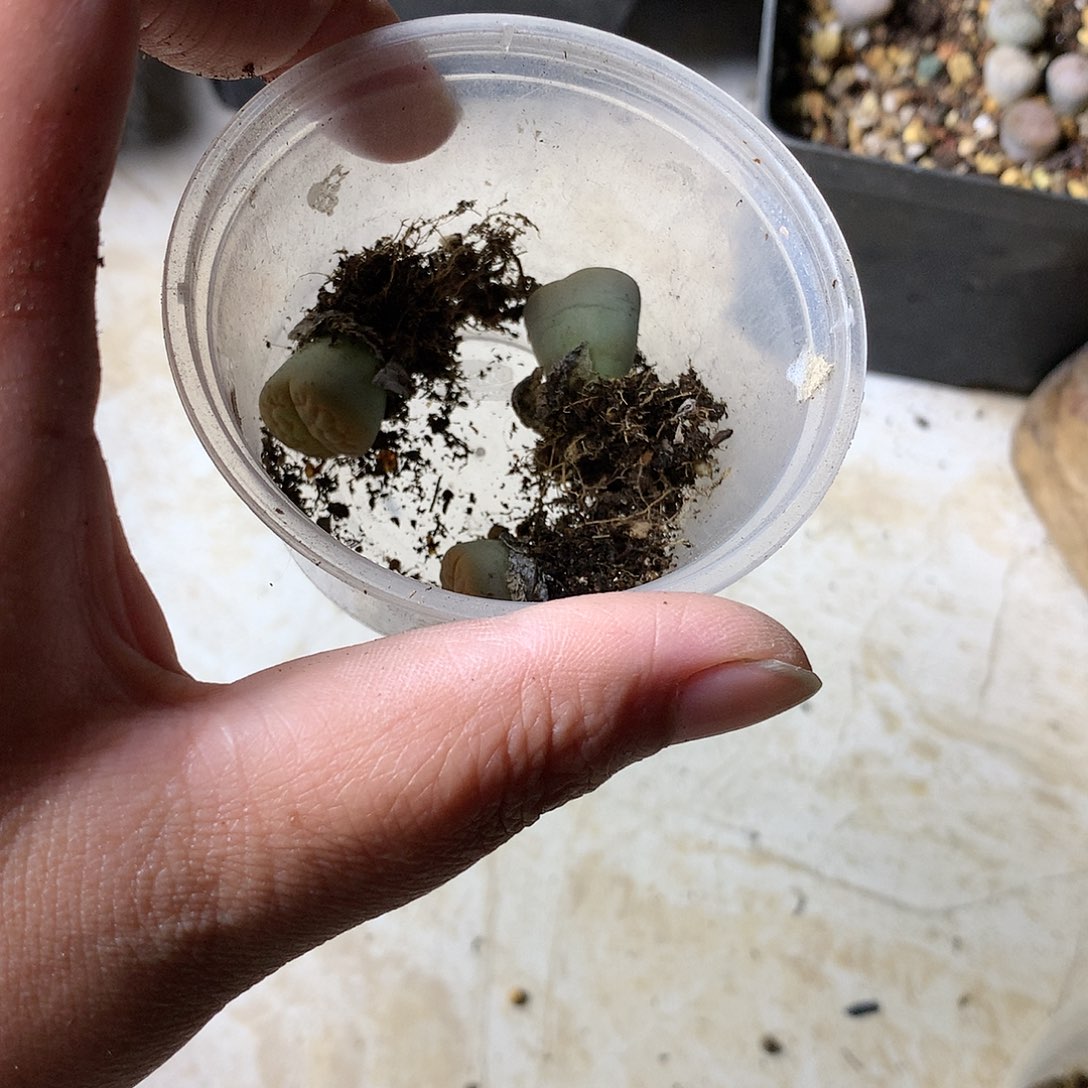 v****eA26多肉植物保护研究所