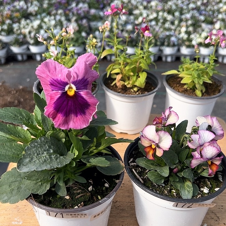 水晶抖音直播闪拍171-172