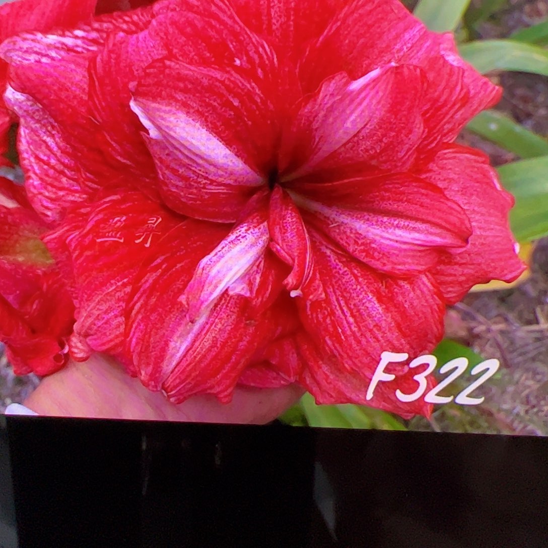 函***函朱顶红322切球2cm+