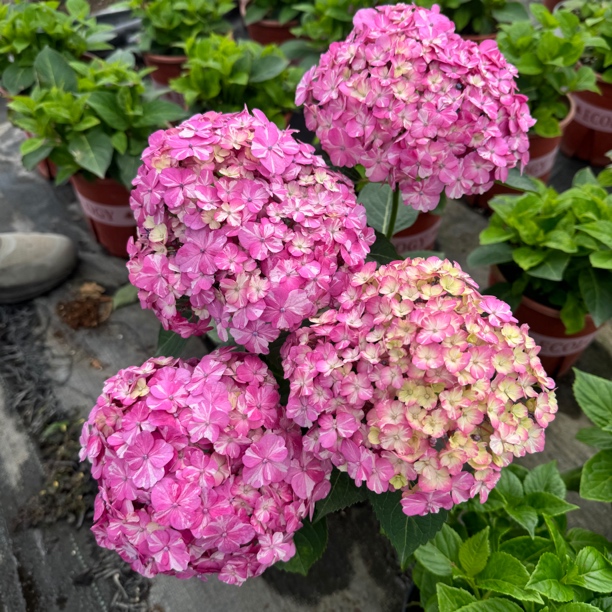 火星的花园/球晴天/山紫水明/水晶/面纱/皇室褶皱/皱叶星空绣球