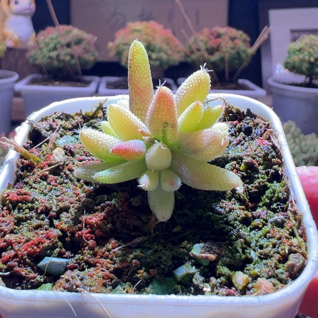 439玉米锦一物一拍包开箱