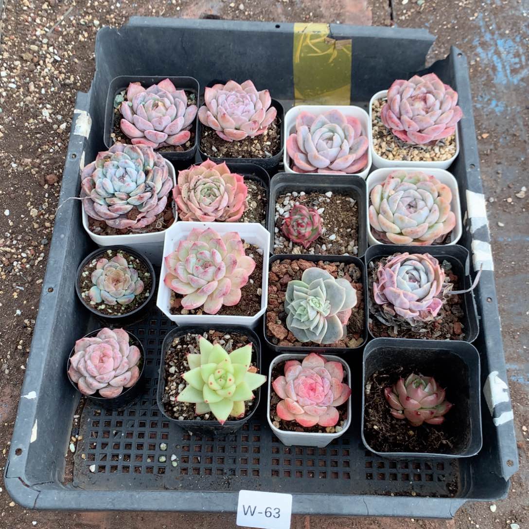 无花朵W63英语英语