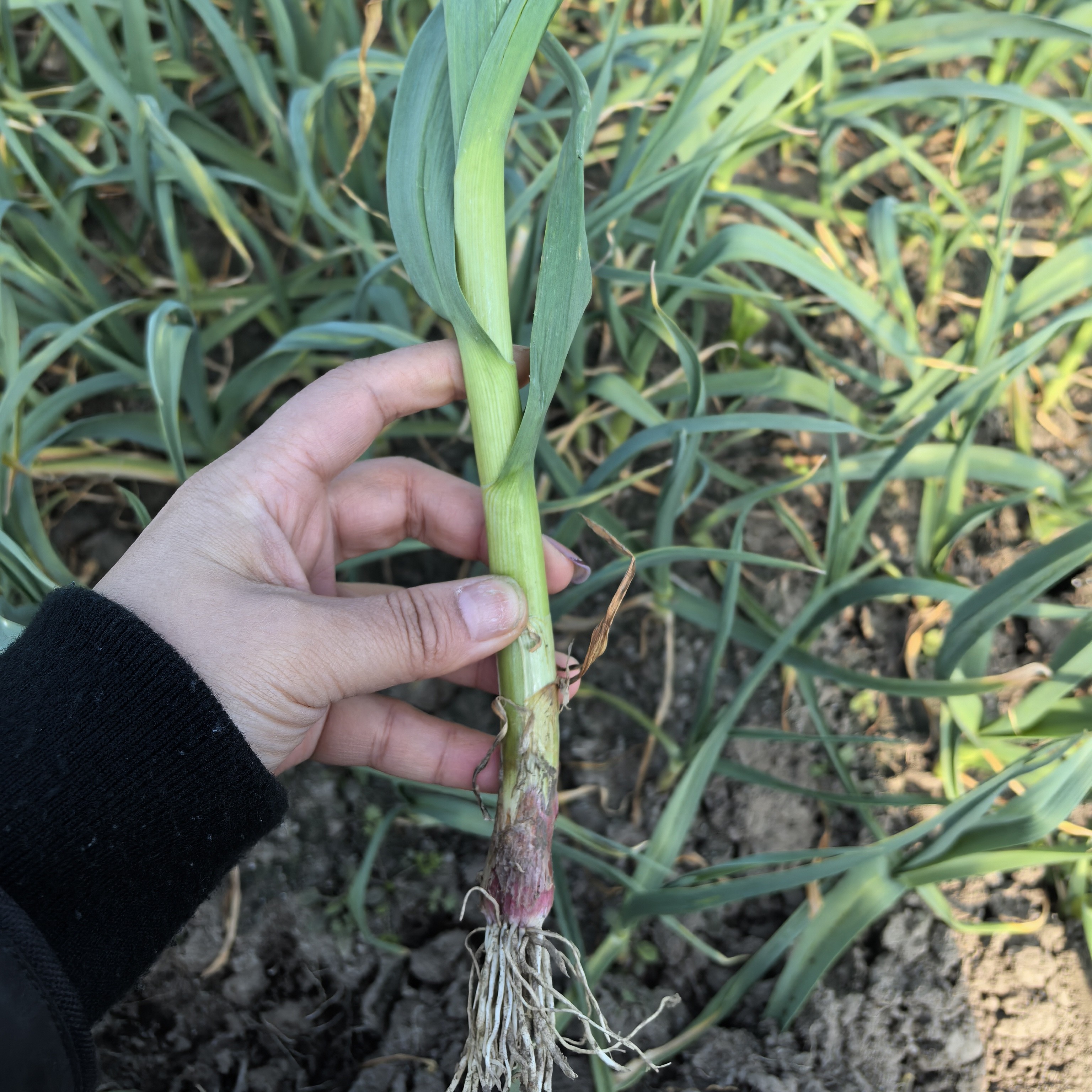 红皮蒜苗，新鲜5斤红根大蒜苗，当季蔬菜，紫皮大蒜，蒜味十足，整箱。