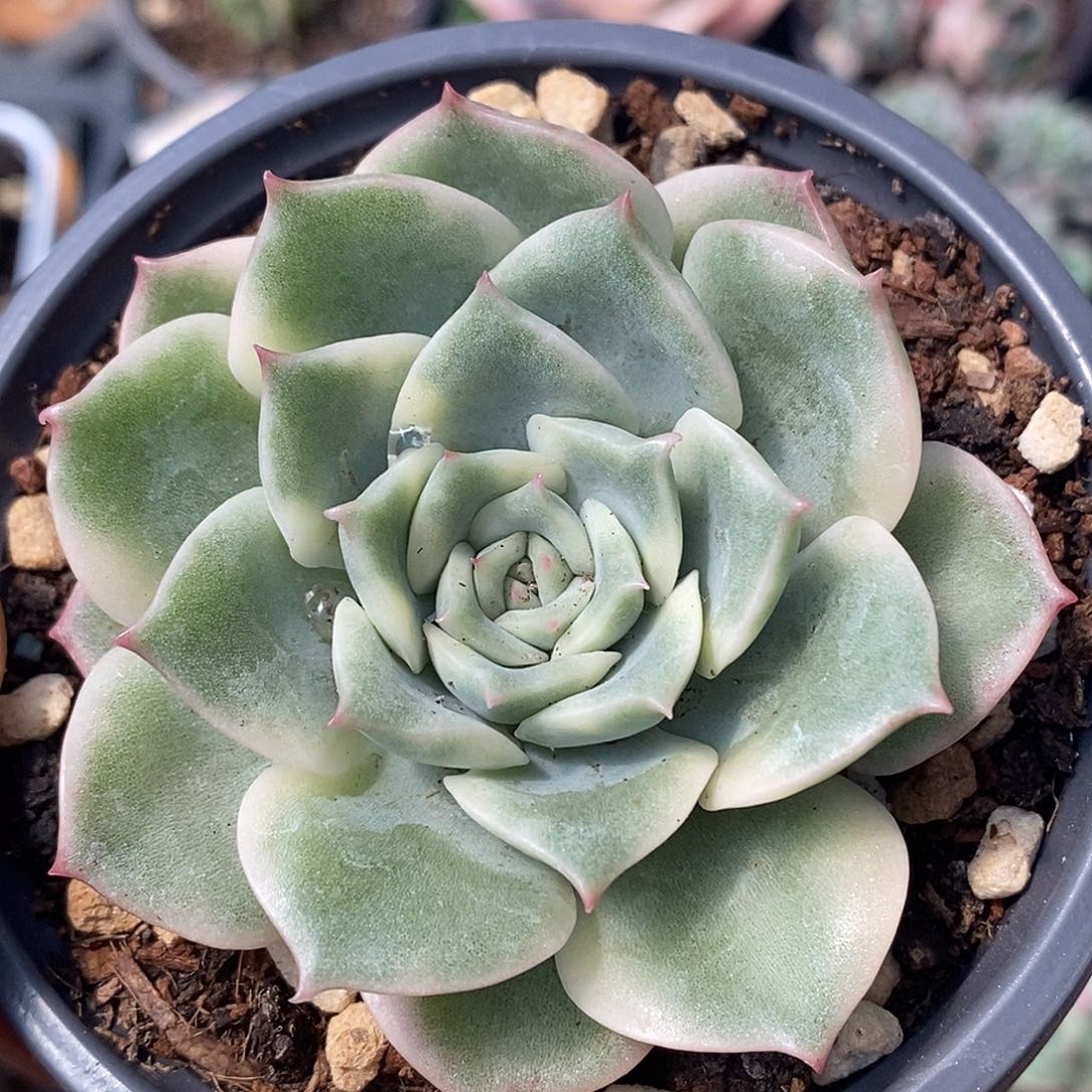 艾丽卡锦  小方花圃一物一拍